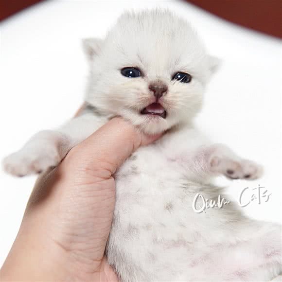 秋米家庭繁育猫舍:武汉市武昌区石牌岭/街道口附近