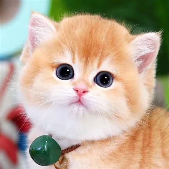 kitty私宠猫舍·宠物店:武汉市武昌区石牌岭/街道口附近