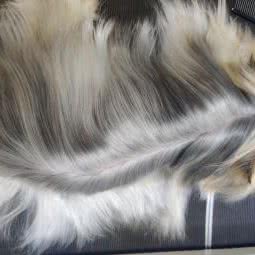 Family pet家宠:武汉市武昌区石牌岭/街道口附近