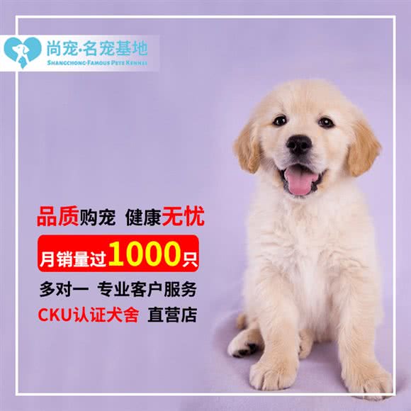 尚宠名宠·CKU犬舍直营·宠物猫猫活体购宠中心:武汉市武昌区石牌岭/街道口附近