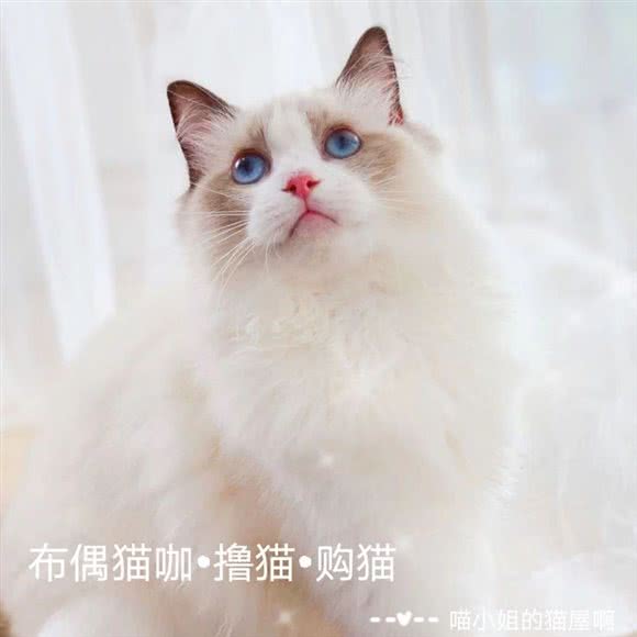 喵小姐的猫屋真是·布偶猫咖·猫舍:武汉市武昌区石牌岭/街道口附近