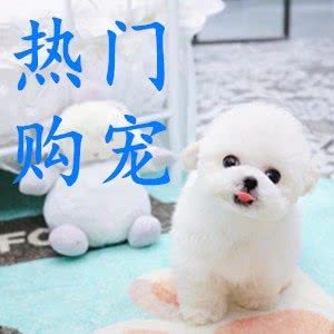 购宠?CKU楚宠风云?小型宠物售卖基地?活体犬舍猫舍:武汉市武昌区楚河汉街附近