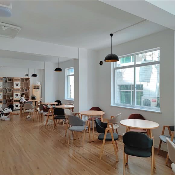 珞珈猫咖:武汉市武昌区珞珈山附近