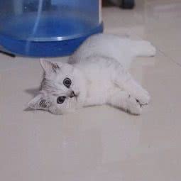 Mini宠物猫舍:武汉市武昌区徐东大街附近