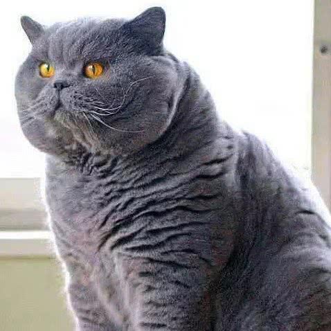 杰西猫舍:武汉市武昌区徐东大街附近