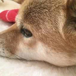 康宁宠物诊所:武汉市武昌区徐东大街附近