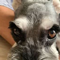 咪诺宠物美容:武汉市武昌区大东门/小东门附近