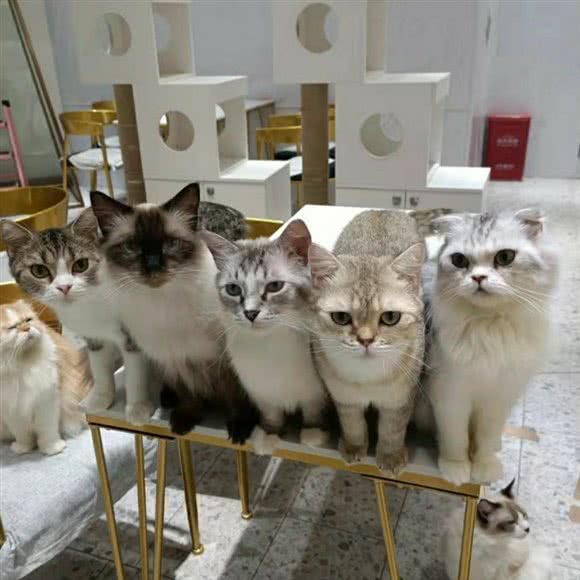 只有狗知道的世界·猫咖:天津城区红桥区芥园道/复兴路附近