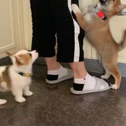 莫莉宠物人民公社:武汉市武昌区和平大道积玉桥附近