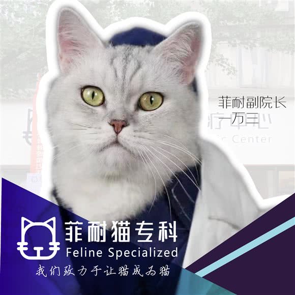 菲耐猫专科诊疗中心:武汉市武昌区和平大道积玉桥附近