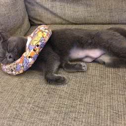 仁康宠物诊所:天津城区红桥区芥园道/复兴路附近