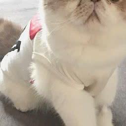 点点宠物医院:武汉市武昌区水果湖附近