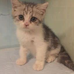 萌宠壹号宠物生活居委会:武汉市武昌区丁字桥/石牌岭附近