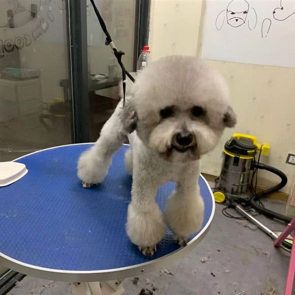 欧耶萌宠宠物店:武汉市武昌区中南路/洪山广场附近