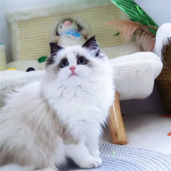 橘子家庭繁育猫舍?宠物店:武汉市武昌区中南路/洪山广场附近