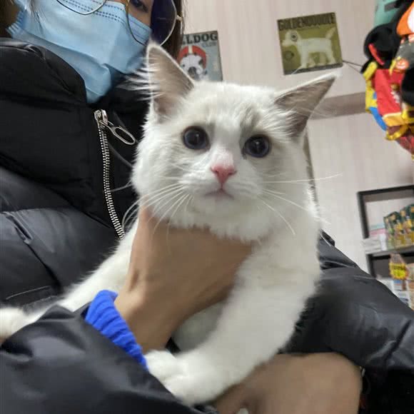 宠唯一宠物会所:武汉市武昌区余家头/四美塘附近