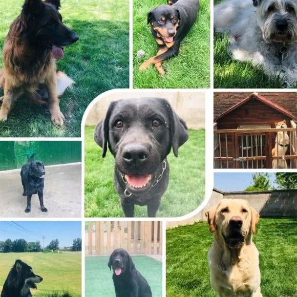 萌宠天地宠物寄养不关笼:武汉市武昌区余家头/四美塘附近