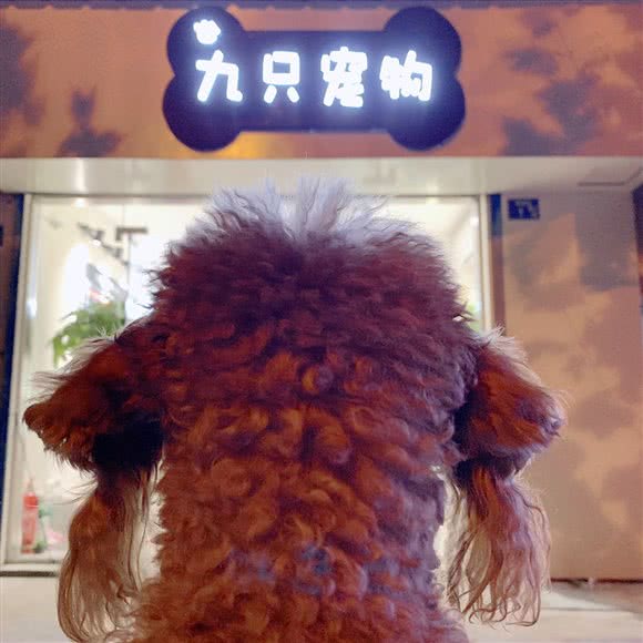 九只宠物:武汉市武昌区余家头/四美塘附近