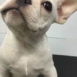 黑豹宠物俱乐部:武汉市武昌区余家头/四美塘附近