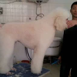 大胡同宠物美容店:天津城区红桥区大胡同/天津之眼附近