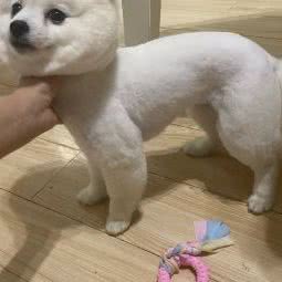 默默宠物:武汉市武昌区余家头/四美塘附近