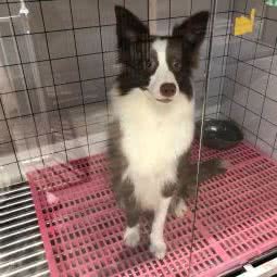 小花的宠物店:武汉市武昌区余家头/四美塘附近