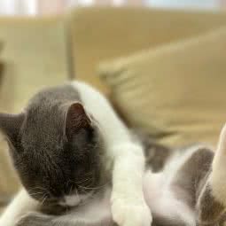 江城宠物会所(瑞丰路店):武汉市武昌区余家头/四美塘附近