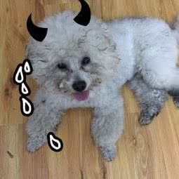 四季恋宠宠物生活馆:武汉市武昌区余家头/四美塘附近