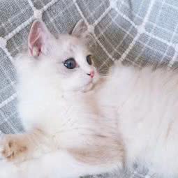 猫肥家润:武汉市武昌区余家头/四美塘附近