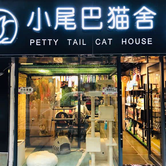 小尾巴猫舍·德文卷毛猫:武汉市武昌区余家头/四美塘附近