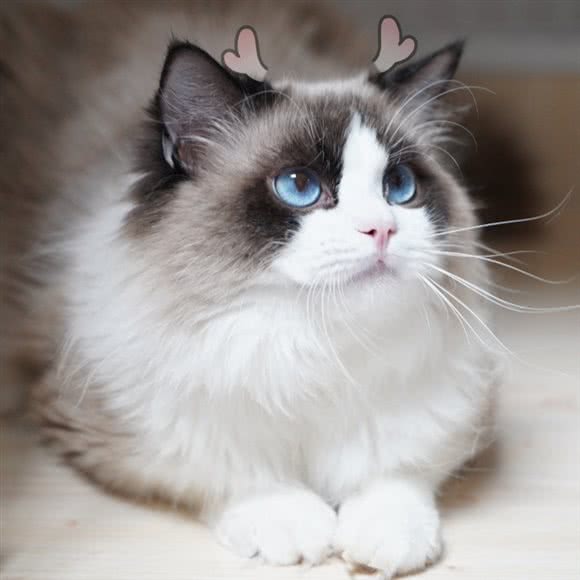 Meow喵呜家庭繁育猫舍:武汉市武昌区余家头/四美塘附近