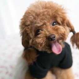 李恒宠物医院:武汉市武昌区余家头/四美塘附近