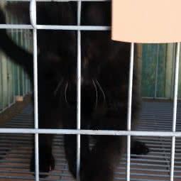 小狗当家咖啡店:武汉市武昌区首义汇/阅马场附近