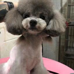 屋里宠物美容生活馆:武汉市武昌区首义汇/阅马场附近