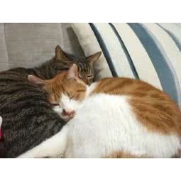 宠宠有道:武汉市武昌区首义汇/阅马场附近