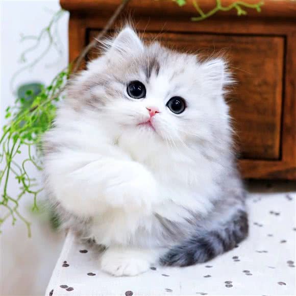 司门口大型名猫舍:武汉市武昌区首义汇/阅马场附近