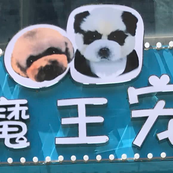 大魔王宠物狗:武汉市青山区众圆广场附近