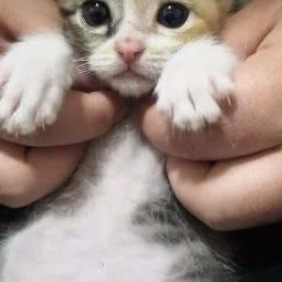 江城宠物会所(奥山店):武汉市青山区奥山/钢都花园附近