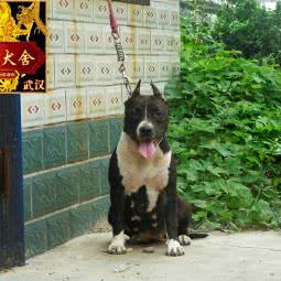 武汉-礼凡犬舍:武汉市青山区武钢厂区/武东附近