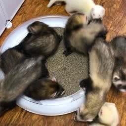 天津安哥鲁狗狗貂专卖:天津城区红桥区三条石附近