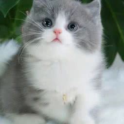 佳宠宠物店:武汉市洪山区光谷/鲁巷附近