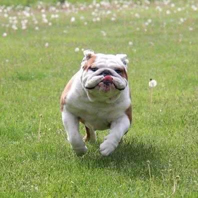 开心爱犬宠物寄养不关笼:武汉市洪山区光谷/鲁巷附近