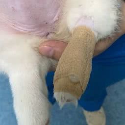 壹品馨宠:武汉市洪山区光谷/鲁巷附近