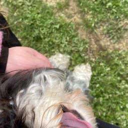 阿喵阿狗宠物俱乐部:武汉市洪山区光谷/鲁巷附近