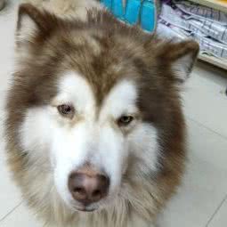 AOOWUU宠物(光谷米兰映象店):武汉市洪山区光谷/鲁巷附近