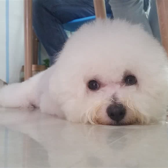 超凡宠物侠(光谷新世界店):武汉市洪山区光谷/鲁巷附近