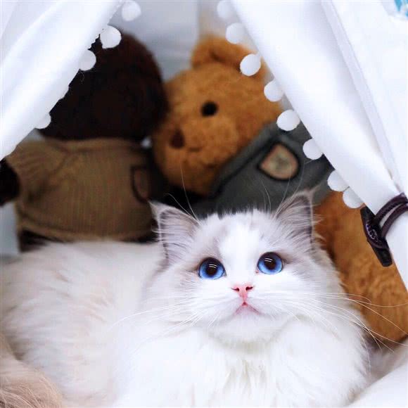 柚子家庭繁育猫舍·宠物店:武汉市洪山区光谷/鲁巷附近