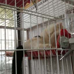 娇娇旺旺动物诊所:武汉市洪山区光谷/鲁巷附近