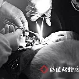 倍健动物诊所:武汉市洪山区光谷/鲁巷附近