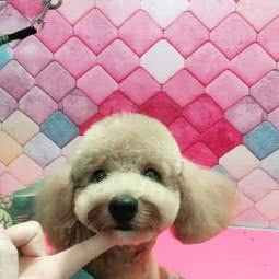 派特薇拉宠物:天津城区红桥区鹏欣水游城/大丰路附近